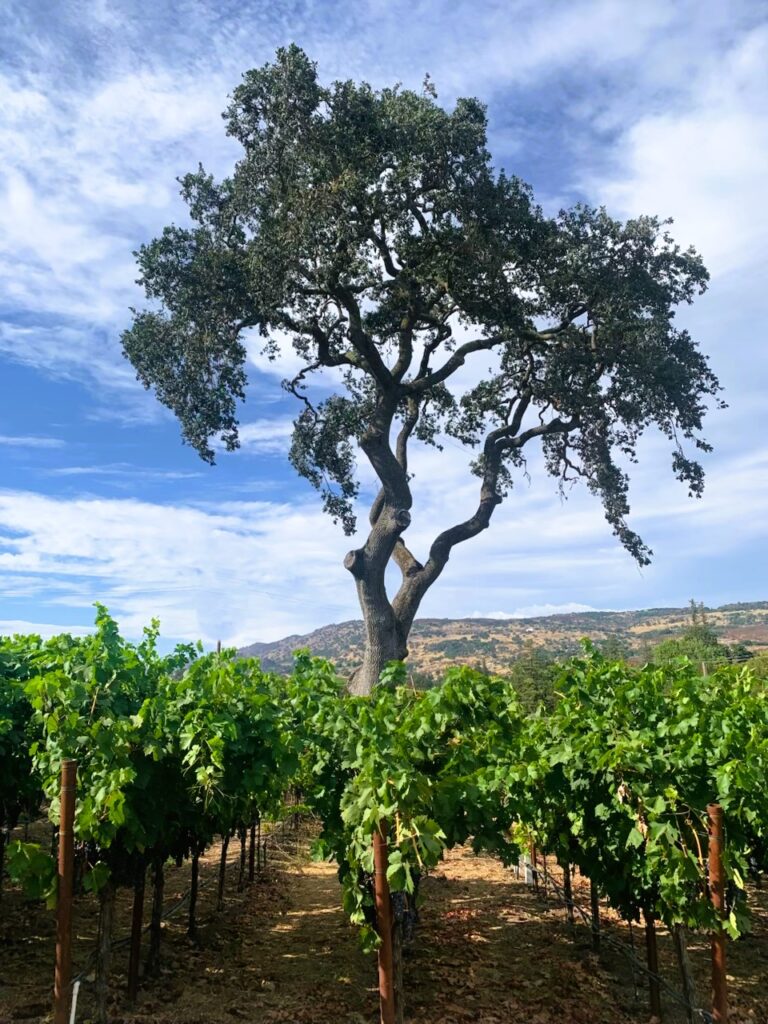 vineyards
